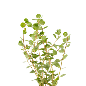 Five Potted Plants Pink Rotala Ceylon Plant Rotala Ceylon