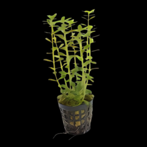 Five Potted Plants Indian Tooth Cup Plant Rotala Indica