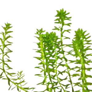 Five Potted Plants Fluffy Red Banana Plant Rotala Nanjenshan