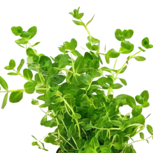 Five Potted Plants Green Rotala Plant Rotala Rotundifolia Indica