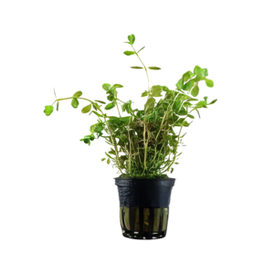 Five Potted Plants Round Leaf Tooth Cup Plant Rotala Rotundifolia