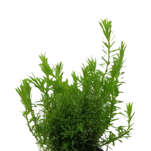 Five Potted Plants Fine Leaved Red Mosswort Plant Rotala Walichii