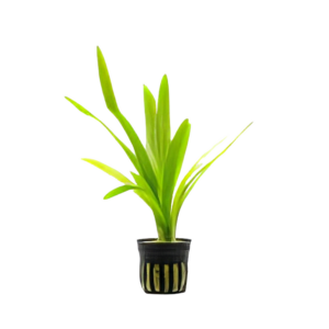 Five Potted Plants Broad Leaved Arrowhead Plant Sagittaria Platyphylla