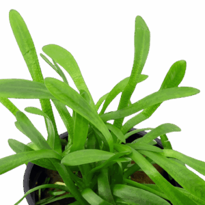 Five Potted Plants Narrow Leaved Arrowhead Plant Sagittaria Subulata