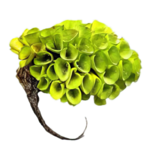 Five Portions of Plants Floating Asian Water Moss Plant Salvinia Cucullata