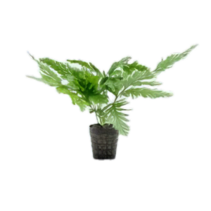 Five Potted Plants Umbrella Fern Selaginella Wildenowii