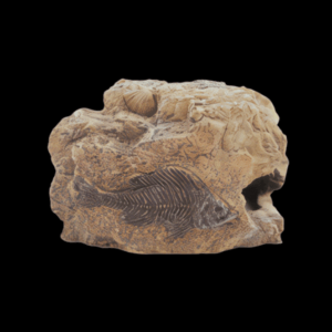 Small Fossil Rock