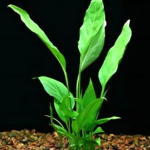 Five Bunched Plants Spatiphyllum Plant Spatiphyllum Willissii