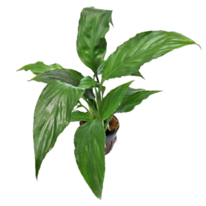 Five Potted Plants Spatiphyllum Plant Spatiphyllum Willissii