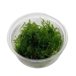 Five Portions of Plants Spikey Moss Plant Taxiphyllum Sp Spikey