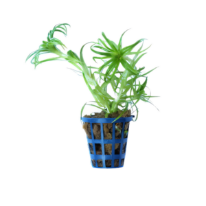 Five Potted Plants Tonina Belem Plant Syngonanthus Macrocaulon