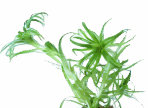 Five Bunched Plants Tonina Belem Plant Syngonanthus Macrocaulon