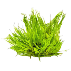 Five Portions of Plants Christmas Plant Taxiphyllum Sp Christmas