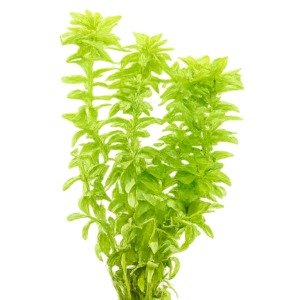 Five Potted Plants Star Grass Plant Tonina Fluviatilis