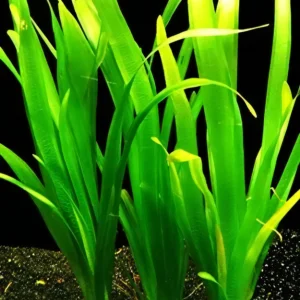 Five Bunched Plants Twisted Small Corkscrew Vallis Vallisneria Spiralis Torta