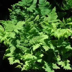 Five Bunched Plants Umbrella Fern Selaginella Wildenowii
