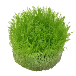 Five Portions of Plants Carnivorous Carpet Plant Utricularia Graminifolia