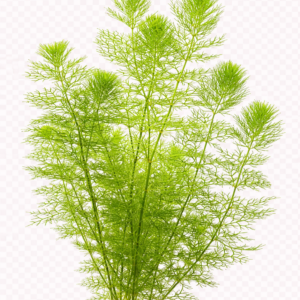 Five Portions of Plants Greater Bladderwort Plant Utricularia Vulgaris