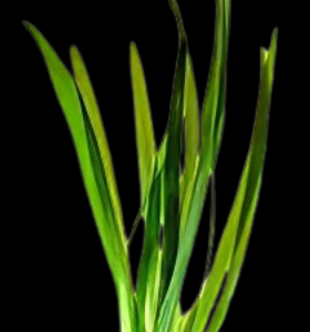 Five Potted Plants Green Giant Vallis Plant Vallisneria Gigantea