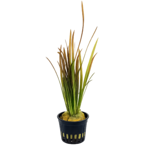 Five Potted Plants Red Giant Vallis Plant Vallisneria Gigantea