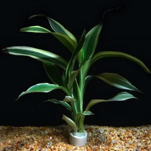 Five Bunched Plants Variegated Dracena Dracaena Sanderiana