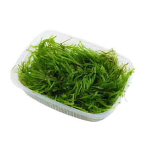 Five Portions of Plants Weeping Moss Plant Vesicularia Ferriei