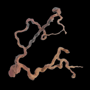 Wine Wood M 40 - 70cm