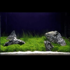 Zebra Rock Piece 0.8 - 1.2kg