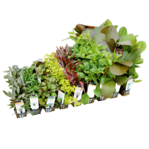 A1 Plants Fifty Potted Assorted Freshwater Aquatic Plants