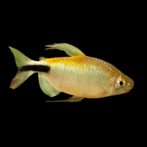 Tetra African 10 x African Longfin Tetra Alestes Brycinus Longipinnis 5cm