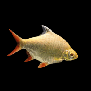 Red Tail Albino Tinfoil Barb Barbodes Schwanenfeldii 5cm