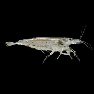 Amano Yamato Shrimp Caridina Multidentata 3cm