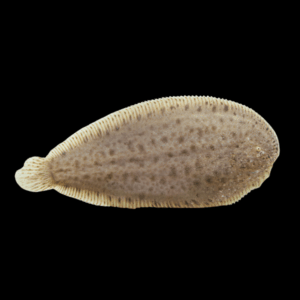 Amazon Sole Apionichthys Nattereri 5cm