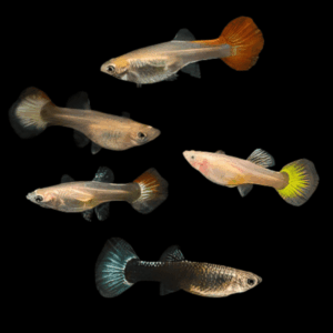 Guppy 100 x Assorted Female Guppy Poecilia Reticulata 3cm