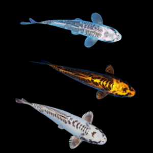 Assorted Ghost Grade A Koi Carp Cyprinus Carpio