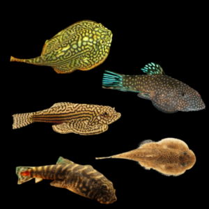 Hillstream Loach 10 x Assorted Hillstream Loach 4cm