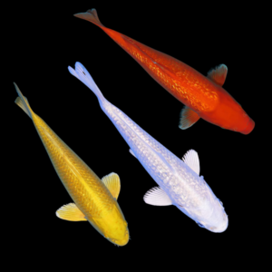 Assorted Metallic Classic Koi Carp Cyprinus Carpio