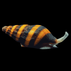 Snail 8 x Assassin Bumblebee Snail Anentome Helena 2cm