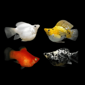 Molly 100 x Assorted Balloon Molly Fish Poecilia Sphenops 3cm