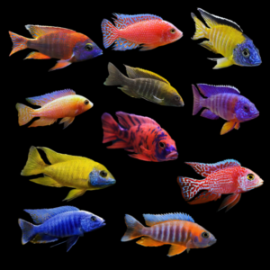 Auloncara Assorted 10 x Assorted Aulonocara Assorted Peacock Malawi African Cichlids 2"
