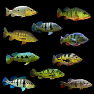 Peacock Bass 10 x Assorted Peacock Bass - Cichla 10cm
