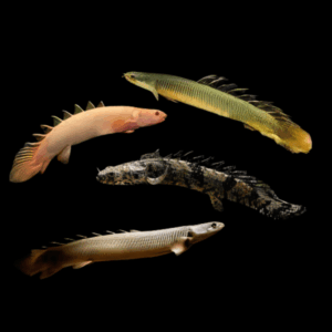 Bichir 10 x Assorted Bichir Polypterus Sp 10cm