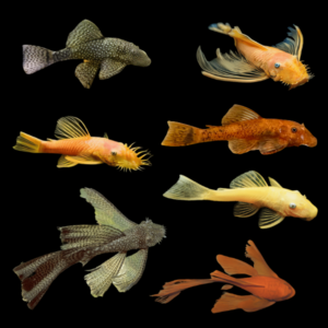 Ancistrus Assorted 10 x Assorted Bristlenose Ancistrus 10cm