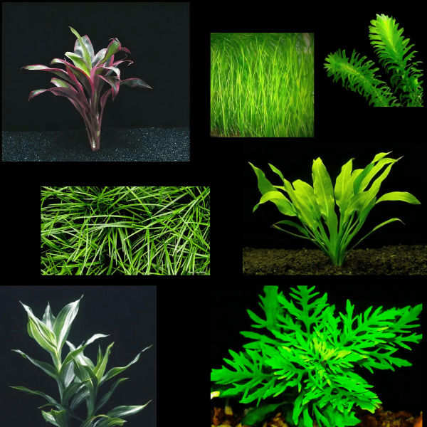Plants Ten Bunches Assorted Freshwater Aquatic Plants