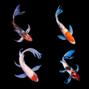Japanese Butterfly Koi 10 x Assorted Butterfly Japanese Koi Carp Cyprinus Carpio 10cm