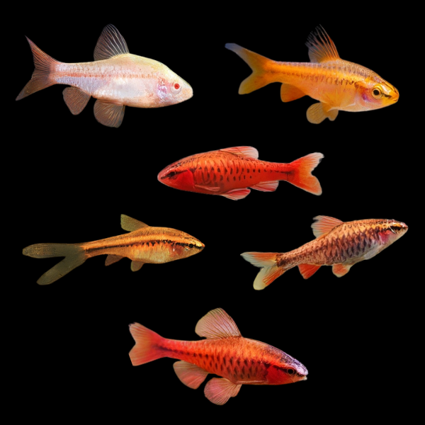 Barb 50 x Assorted Barb Cherry Puntius Titteya 3cm