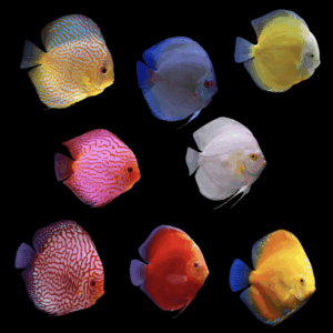 Discus 10 x Assorted Discus Symphysodon Aequifasciatus 13cm
