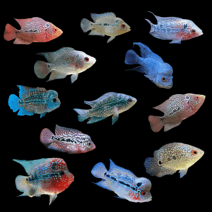Flowerhorn 10 x Assorted Flowerhorn Cichlid 5cm Juvenile Male