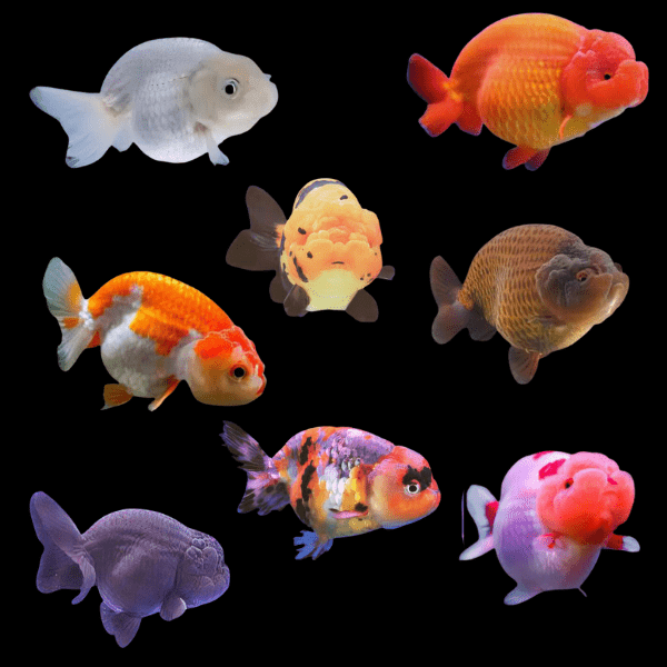 Ranchu 10 x Assorted Giant Lionhead Ranchu Goldfish Carassius Auratus 10cm