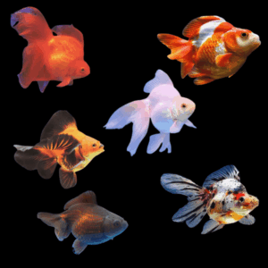 Ryukin 10 x Assorted Giant Ryukin Goldfish Grade AA Carassius Auratus 10cm
